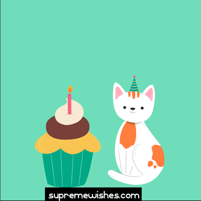 birthday cat gif