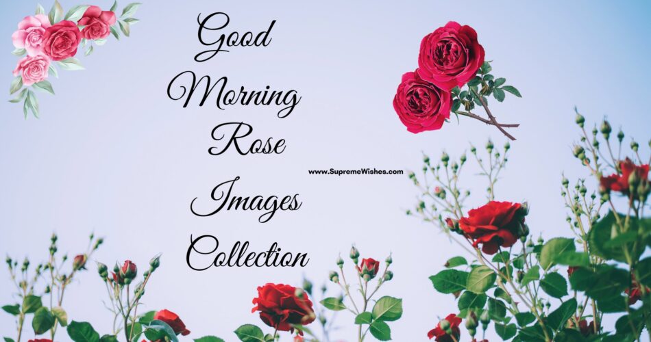 Good Morning rose images collection