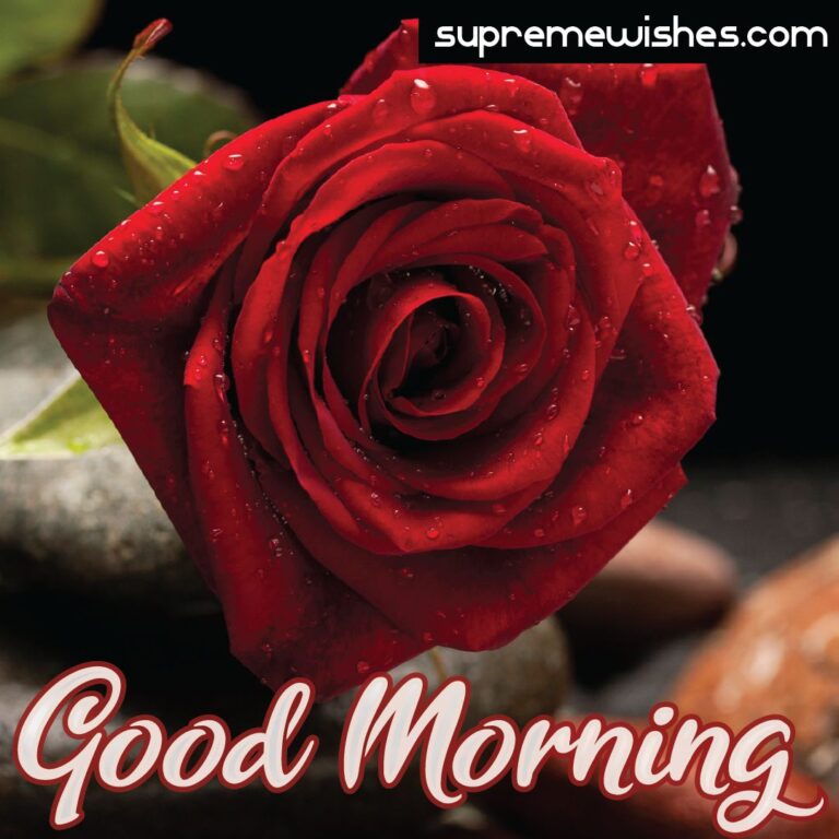 Good morning red rose image