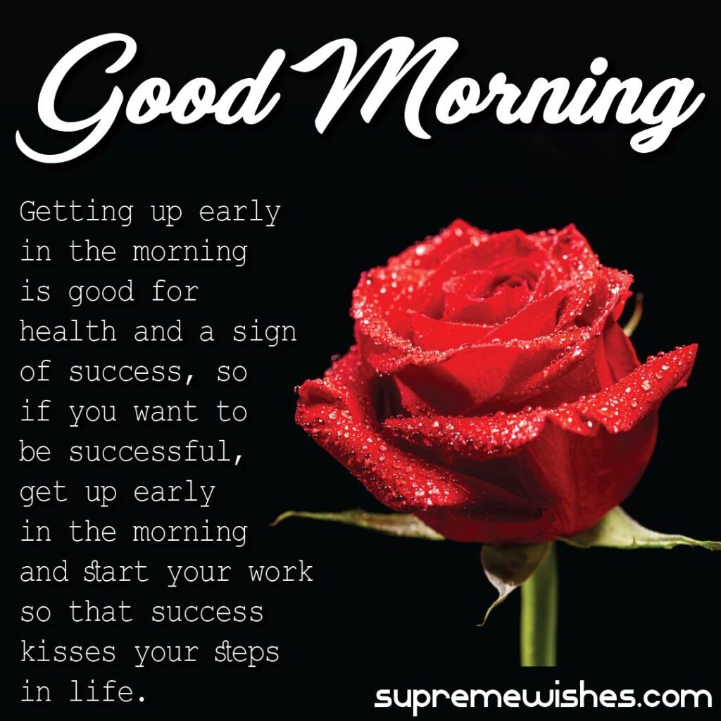 red rose good morning wish image