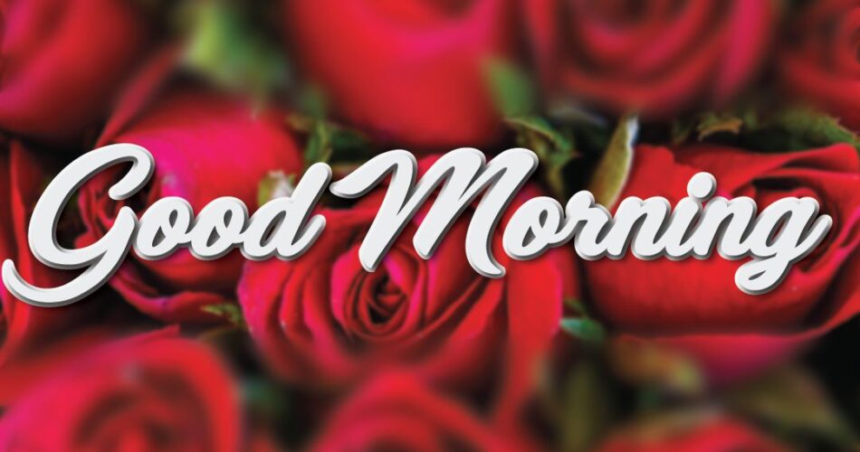 good morning rose image