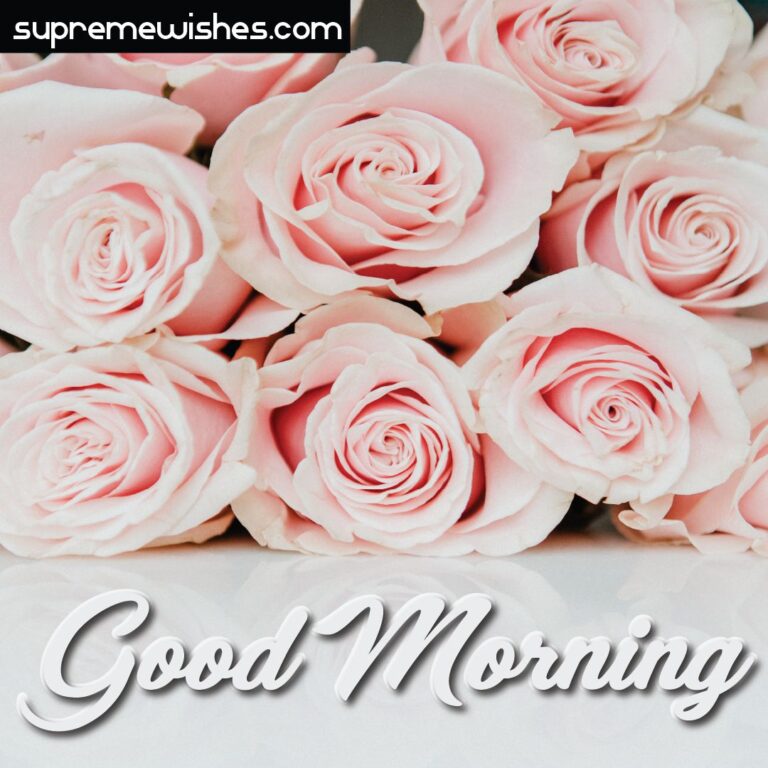 good morning beautiful rose image
