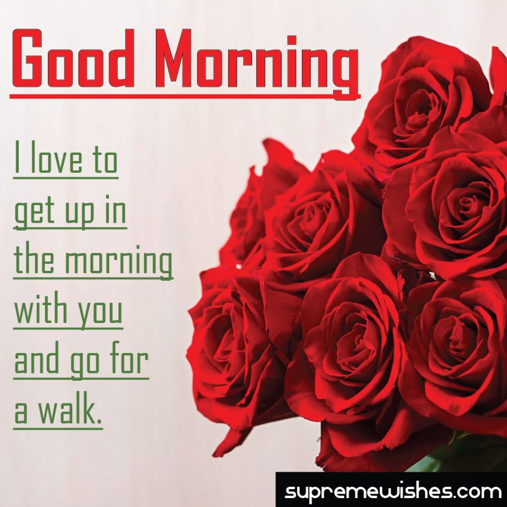 good morning rose images